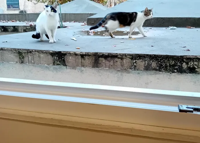 Serendipity Lägenhet Tirana